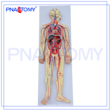 PNT-0438 Modèle avancé d&#39;anatomie humaine, système circulatoire humain